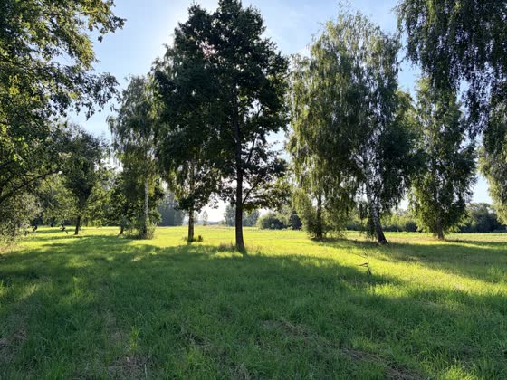 Stare wierzby i brzozy na działce w Marcelinie, w tle jezioro Wielimie