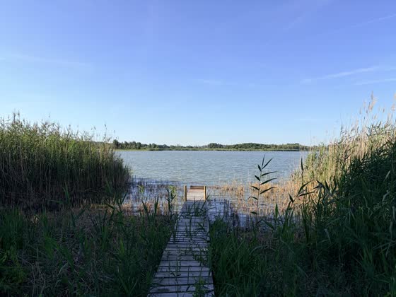 Pomost nad jeziorem Wielimie wśród trzcin, przy działkach w Marcelinie